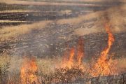دو هکتار از مزارع گندم پلدختر در آتش سوخت