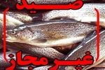 دستگیری ۴ متخلف صید غیرمجاز در پلدختر و ضبط ۲۲ قطعه ماهی