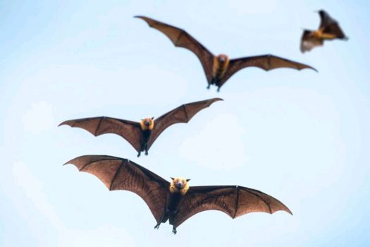 چرا خفاش‌ها منشأ بیماری‌های زیادی هستند؟