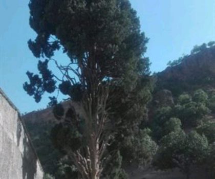 ثبت درخت افسانه‌ای اَوِرس لرستان در فهرست آثار ملی