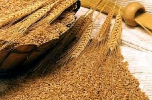 کاهش ۴ درصدی خرید گندم در لرستان