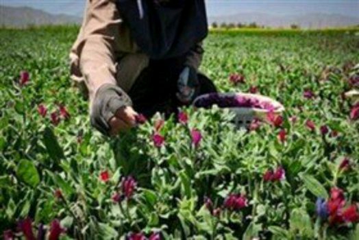 حمایت جهاد کشاورزی لرستان از پرورش ۳۰ نوع گیاه دارویی