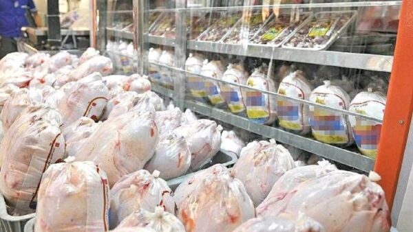 واردات ۱۲۰ هزار تن مرغ به کشور تصویب شد