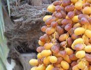 خرما در ایران؛ ۱۴ سال، هزار برابر گران شد!