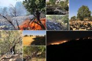 خطر آتش‌سوزی بیخ گوش ۷۵۰ هزار هکتار از جنگل‌های لرستان