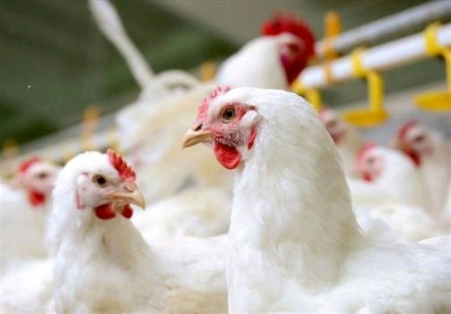 کاهش جوجه‌‌ریزی علت گرانی گوشت مرغ در لرستان