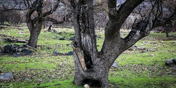 خشکیدگی درختان زاگرس در سایه بی‌مهری