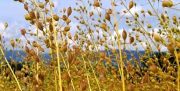 چقدر گندم در مزارع لرستان تولید می‌شود؟