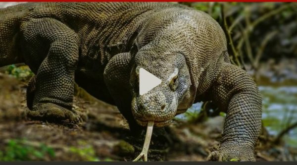 ویدئو؛صحنه‌ای هولناک از شکار و خورده‌شدن یک گراز وحشی توسط اژدهای کومودو