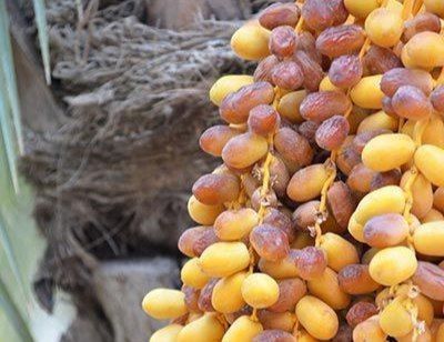 خرما در ایران؛ ۱۴ سال، هزار برابر گران شد!