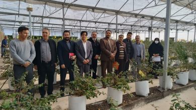 بازدید کمیته نظارت کارگروه اشتغال و سرمایه گذاری استان از طرح های اقتصادی تبصره ۱۸ قانون بودجه سنواتی  